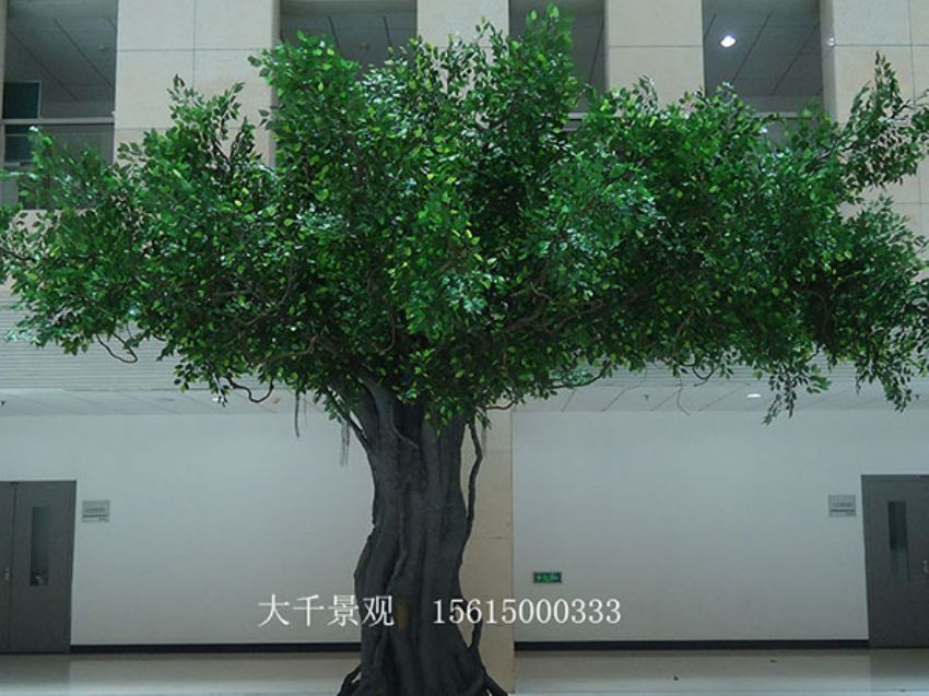 點(diǎn)擊查看詳細(xì)信息<br>標(biāo)題：室內(nèi)榕樹(shù) 閱讀次數(shù)：1461