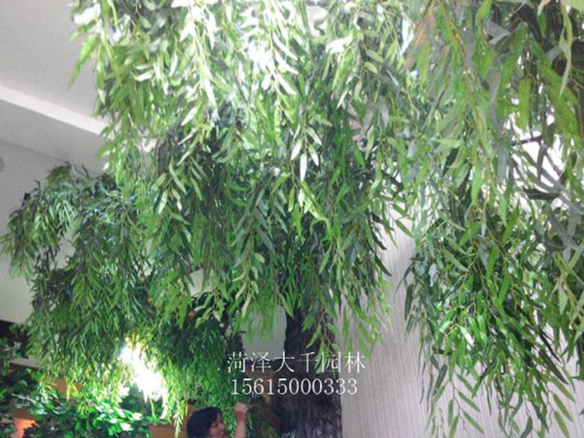 點擊查看詳細信息<br>標題：假樹 閱讀次數(shù)：1386